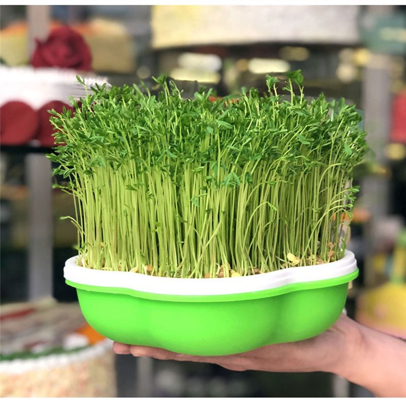 Hydroponic Kit - Vaso para Germinação de Rebentos de