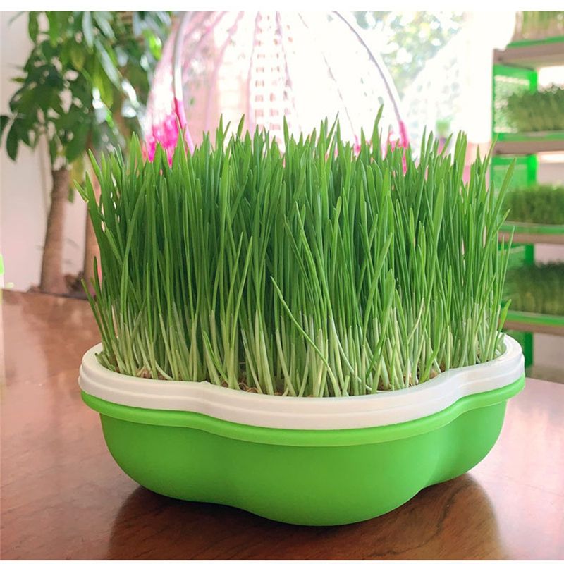 Vaso para Germinação de Rebent - Hydroponic Kit avaliação e preço