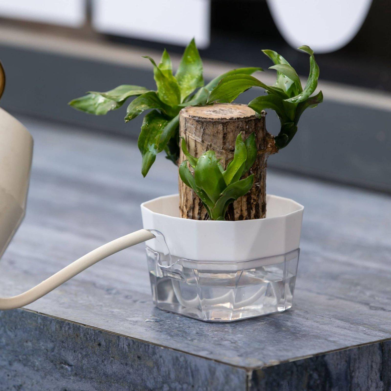 Vaso Hidropônico de Duas Camad - Self Watering Planter avaliação e preço