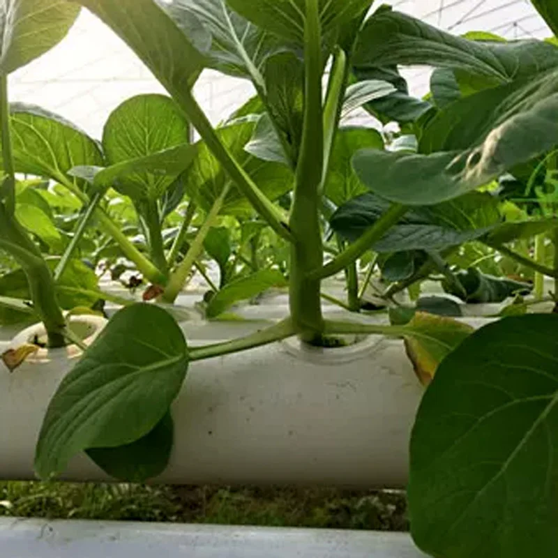 Kit de Sistema de Cultivo Sem  - Hydroponic Kit avaliação e preço